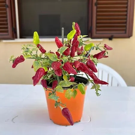 La Vie En Rose A 10 Minuti Dalle Spiaggie Ferienhaus